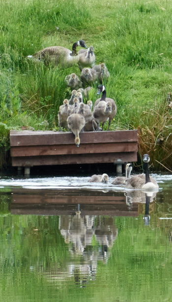 Hardwick Geese Flotilla This landscape photograph captures the Hardwick Geese Flotilla at a pond during a summer afternoon. The main subject consists of a group of Canada geese and their goslings gathered on the grassy bank and wooden platform by the water, with some geese swimming in the pond below. The reflective surface of the pond clearly mirrors the birds above, and the entire scene is set against lush green grass, emphasizing the vibrant growth of early summer. The peaceful setting focuses on the geese and pond, which are characteristic features of the Hardwick area.